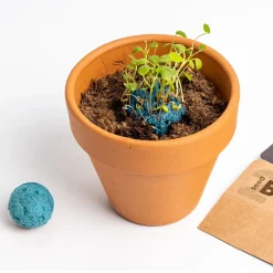 Bomby nasienne - Atlantic Garden, 2szt.