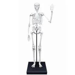Szkielet człowieka - 85 cm