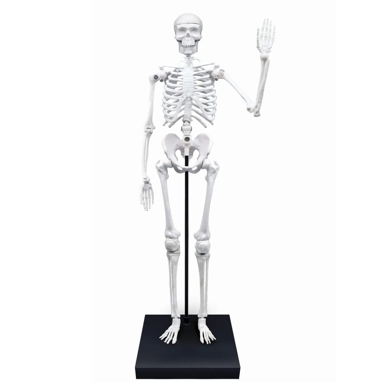 Szkielet człowieka - 85 cm